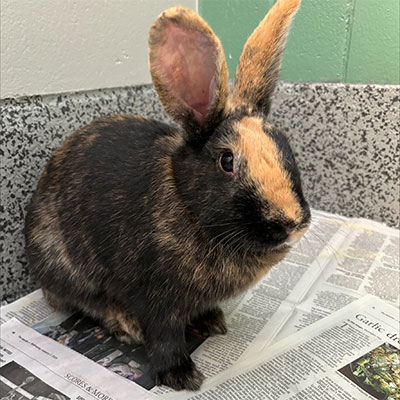 Duchess the rabbit is available for adoption