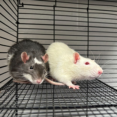Two rats available for adoption