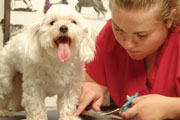 Pet Grooming