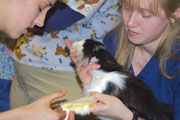 Veterinary Assistant