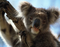 Australia 7