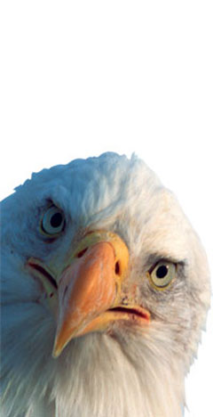 The Eagle 2