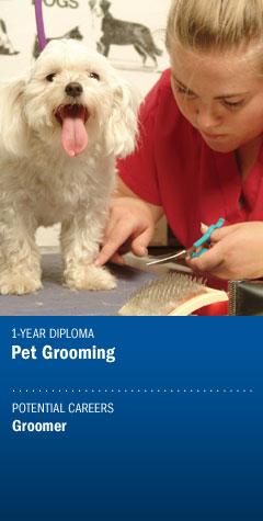 Program : Pet Grooming