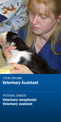 Program : Veterinary Assistant