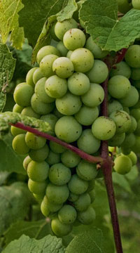 Viticulture