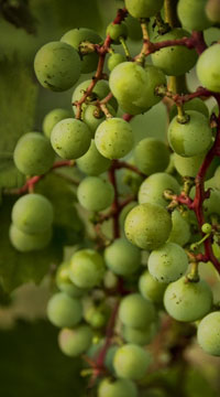 Viticulture