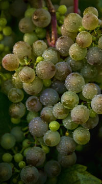 Viticulture