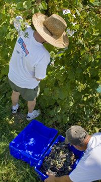 Viticulture