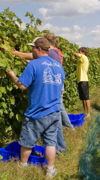 Viticulture