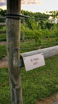 Viticulture